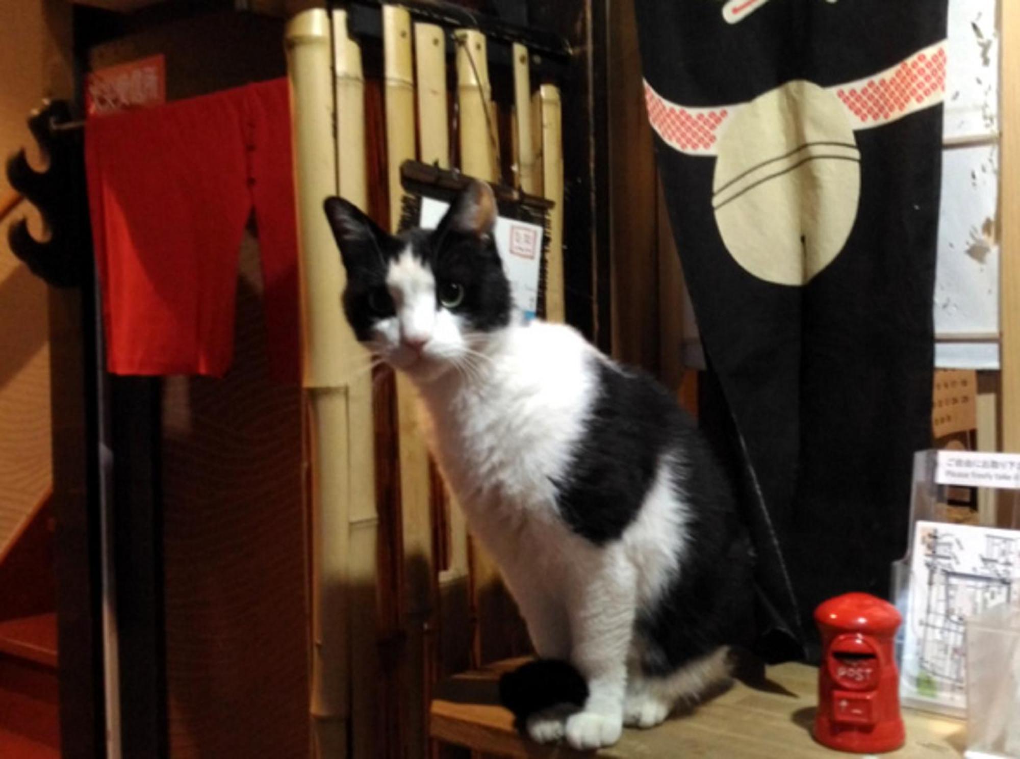 Kyoto Shirakawa Kiraku Inn Zewnętrze zdjęcie